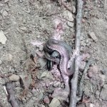 phoca_thumb_m_vychzky 12 Fotogalerie